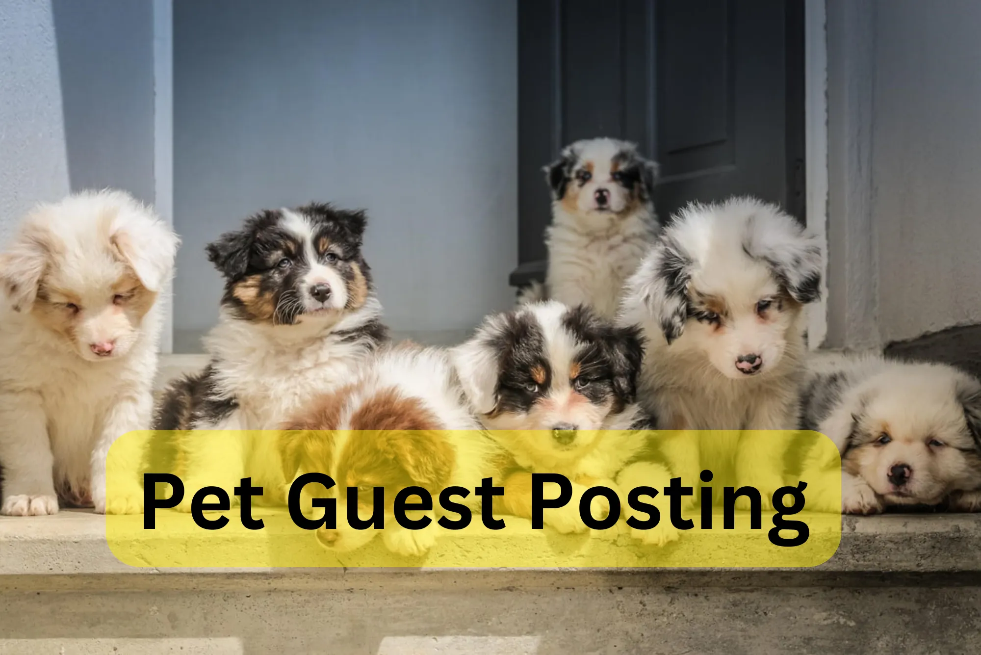 Pet Guest Posting