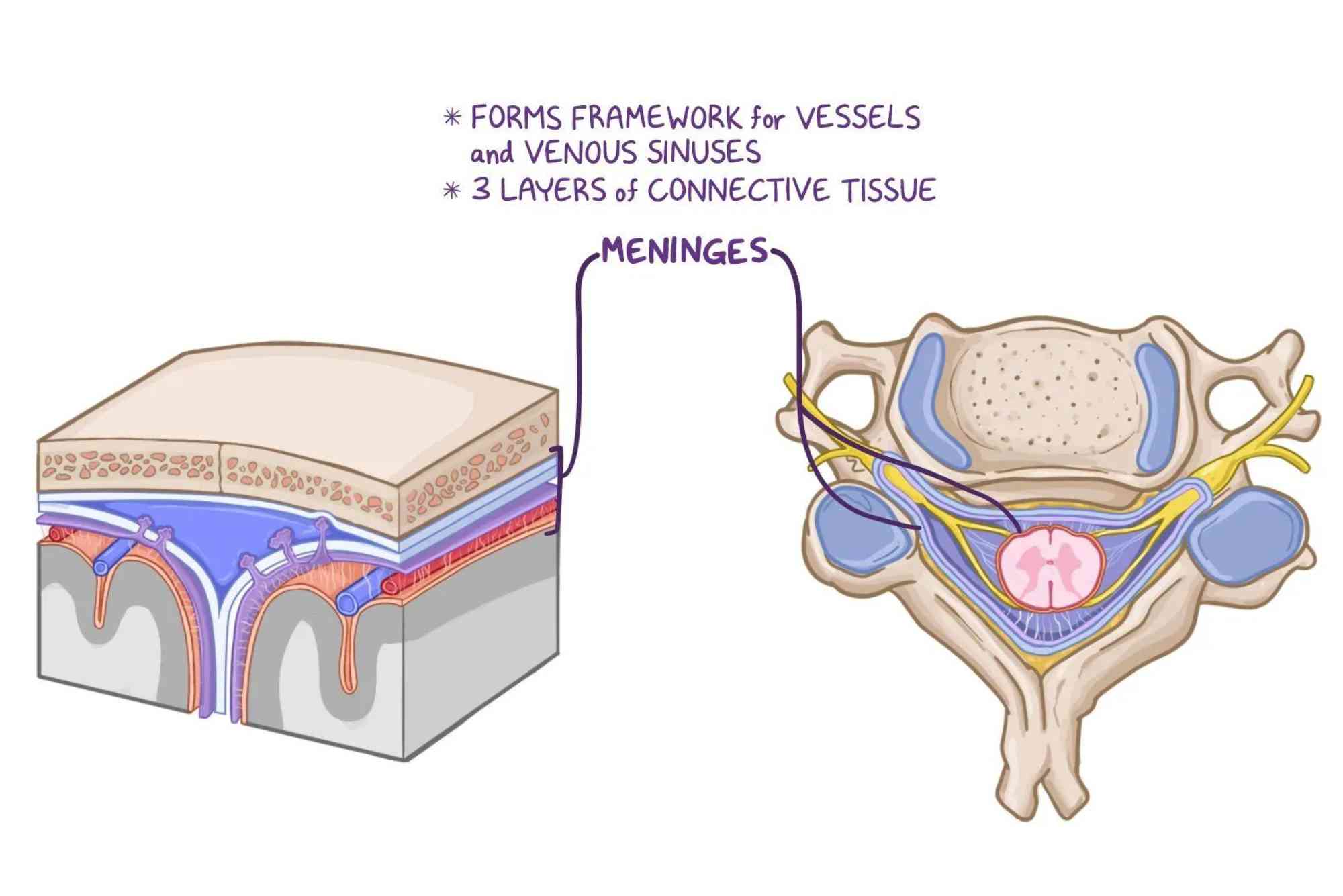 Cavernous Sinus Contents