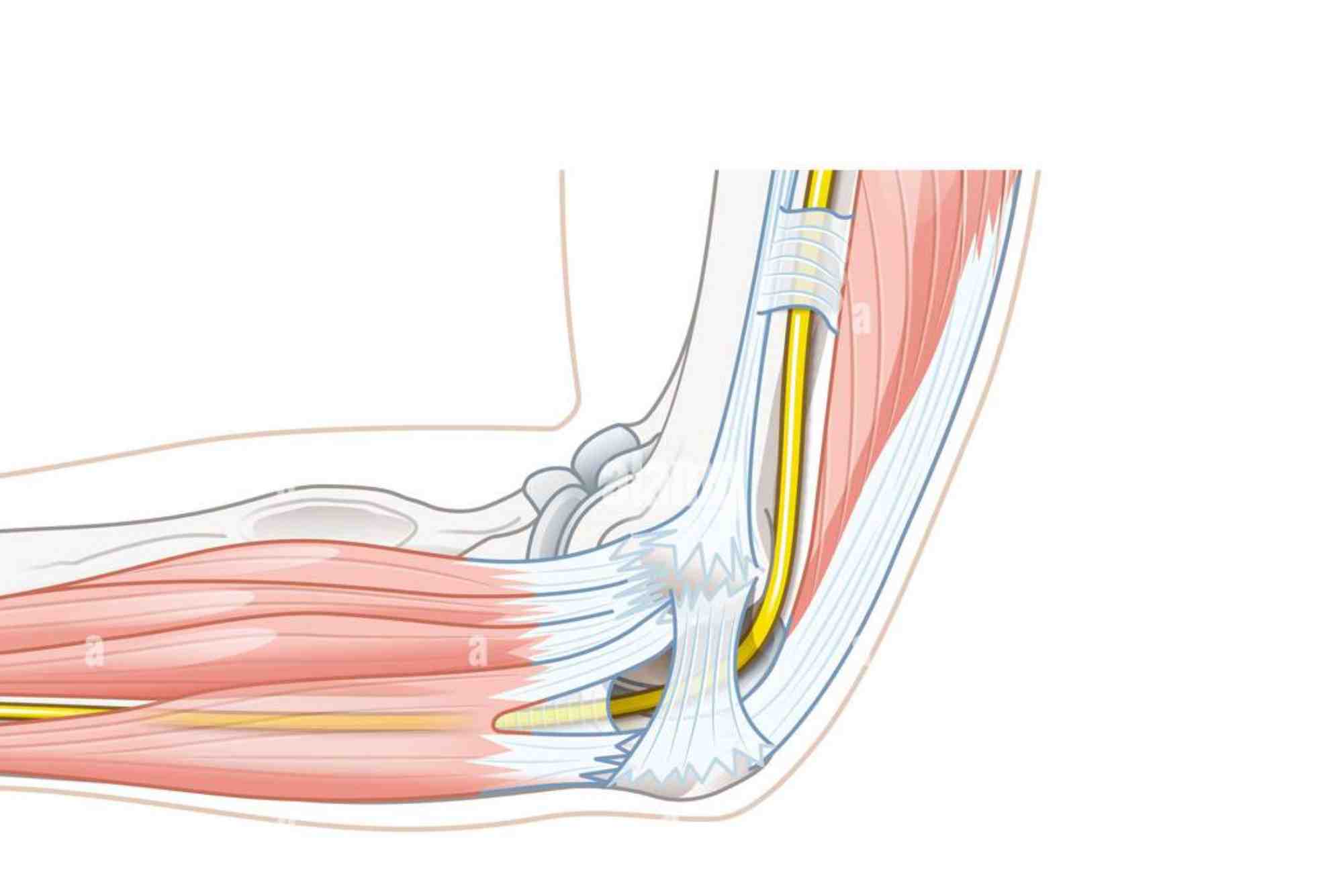 Cubital Fossa Contents
