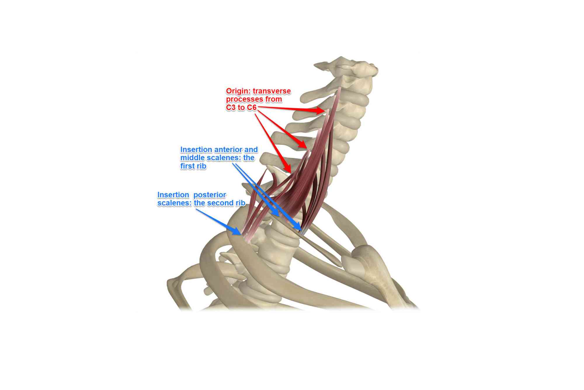 Content of Anterior Triangle of Neck
