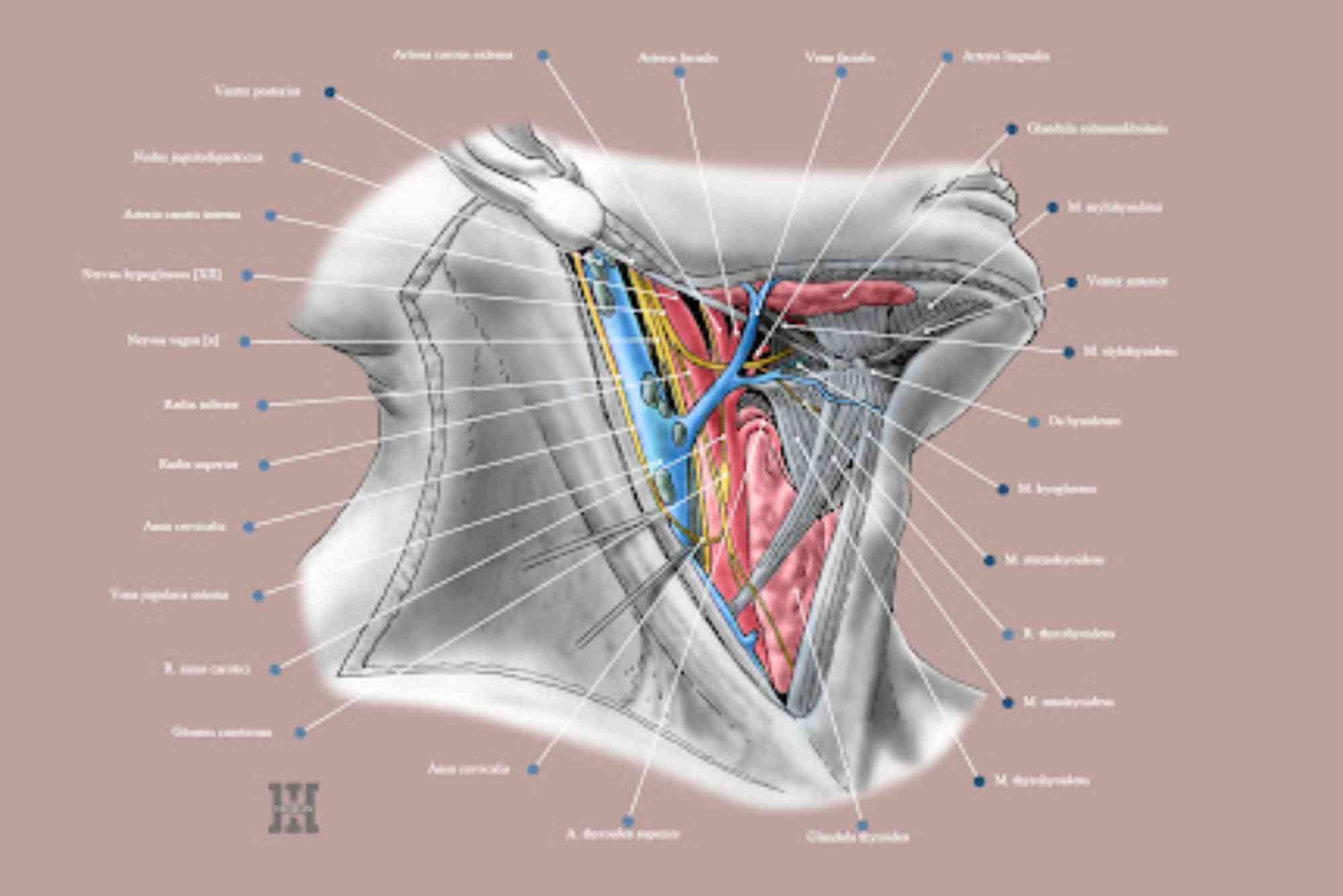 Carotid Triangle Contents