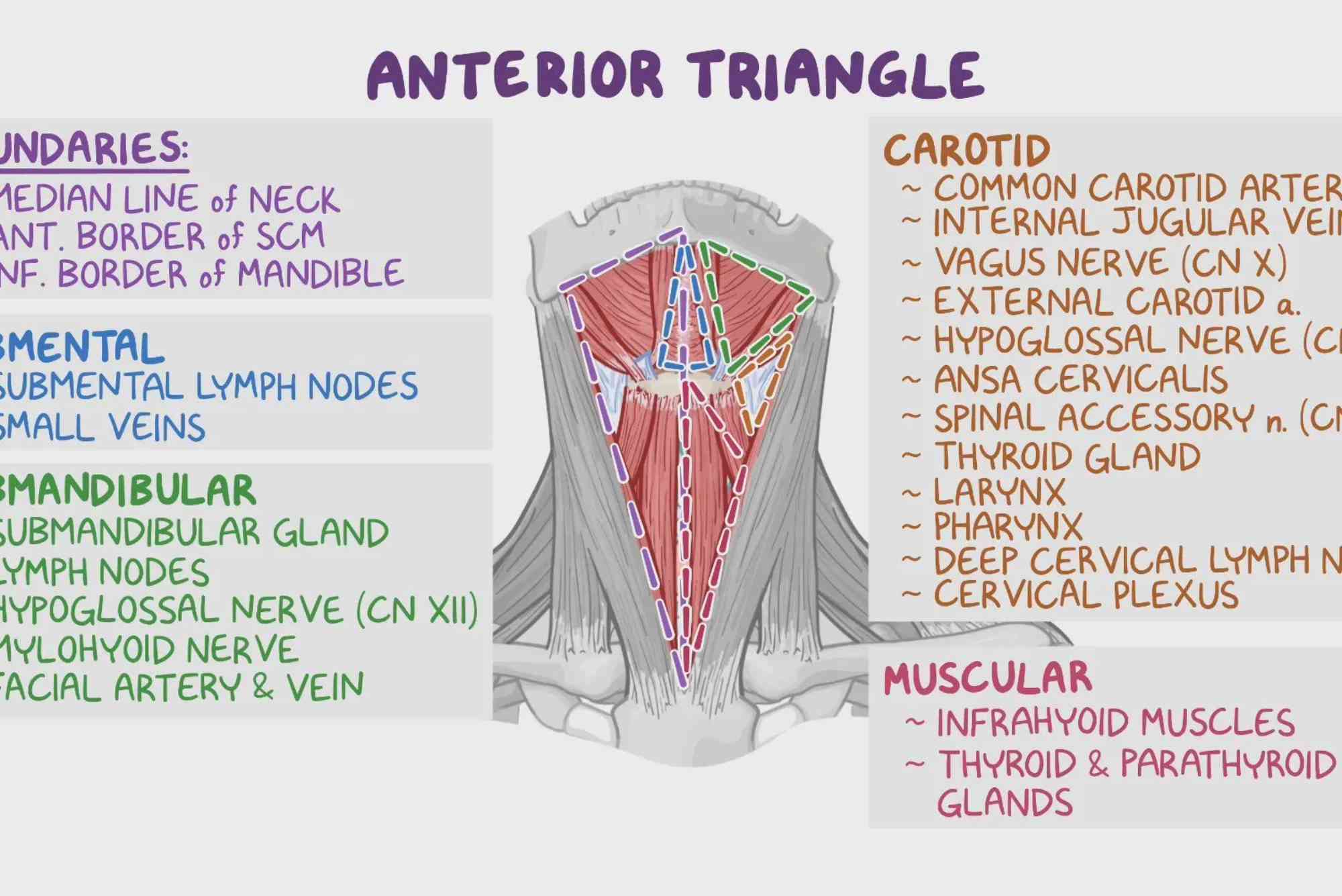 Anterior Triangle Contents