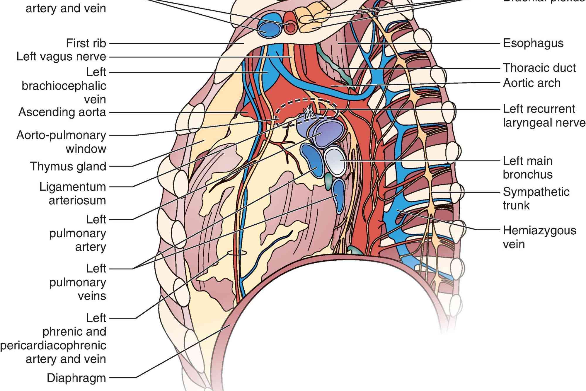 Superior Mediastinum Contents