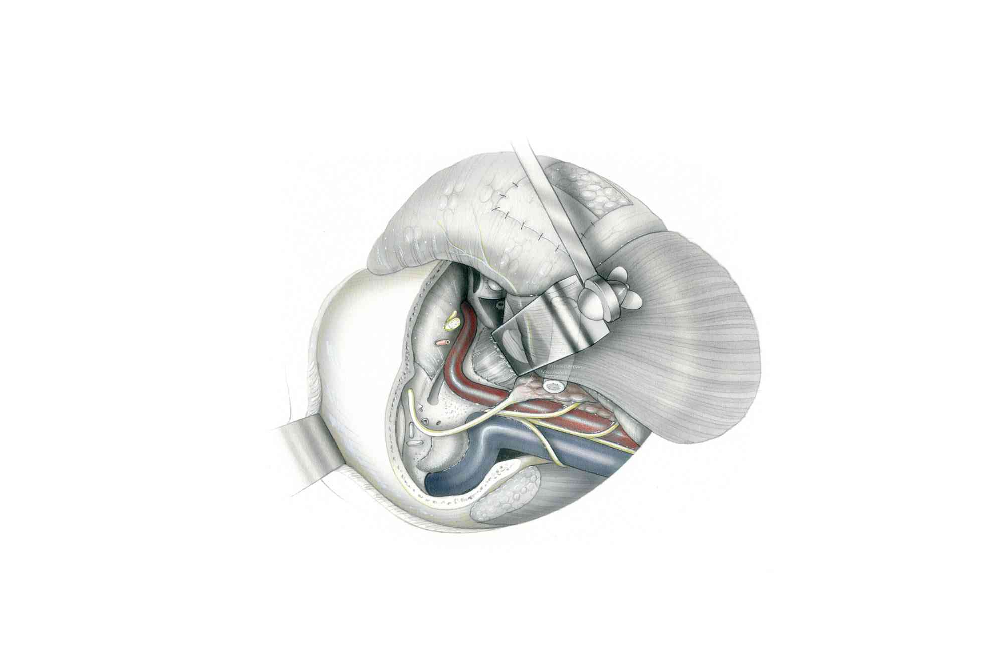Contents of the Infratemporal Fossa