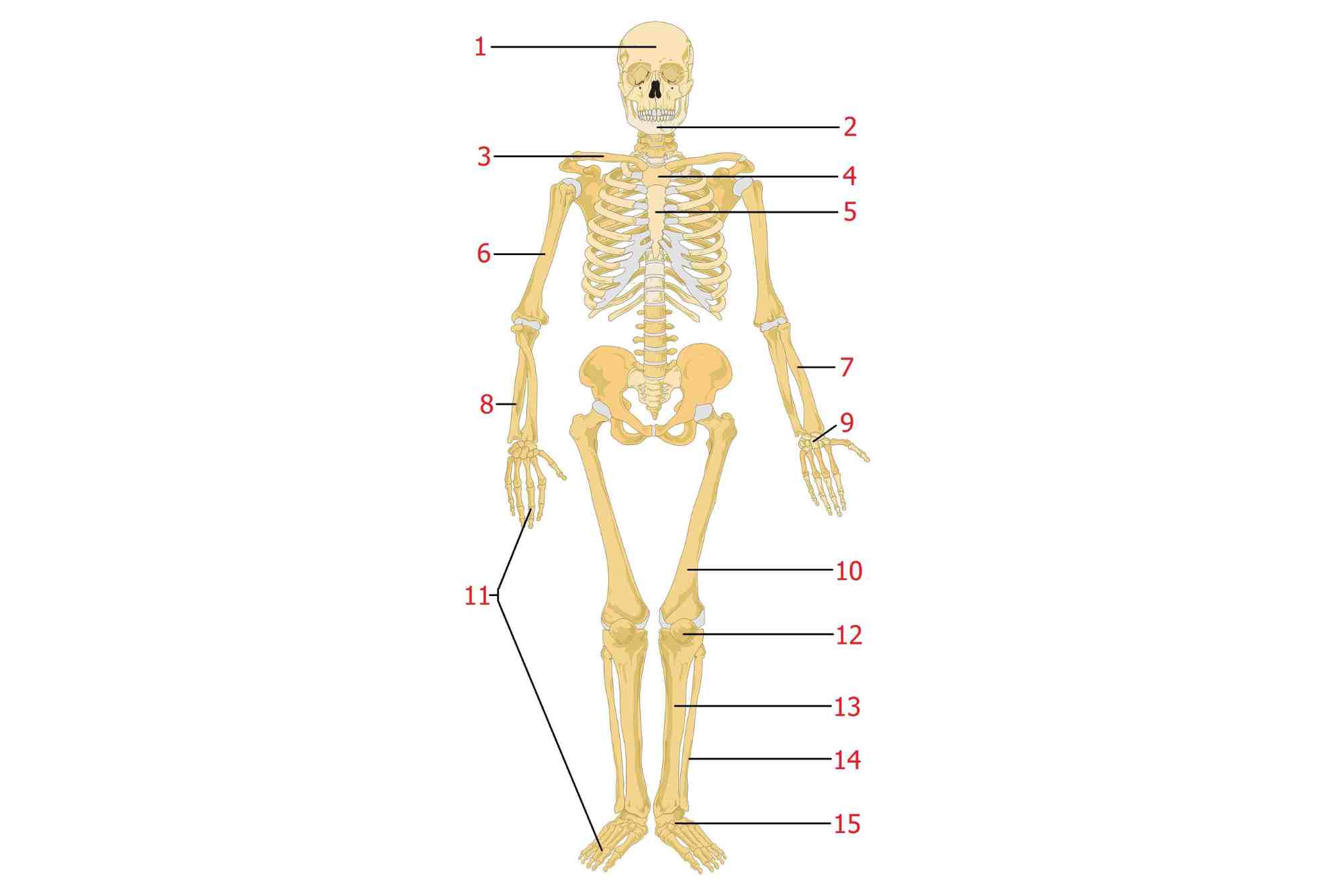 Bone Of Contention Meaning in Urdu