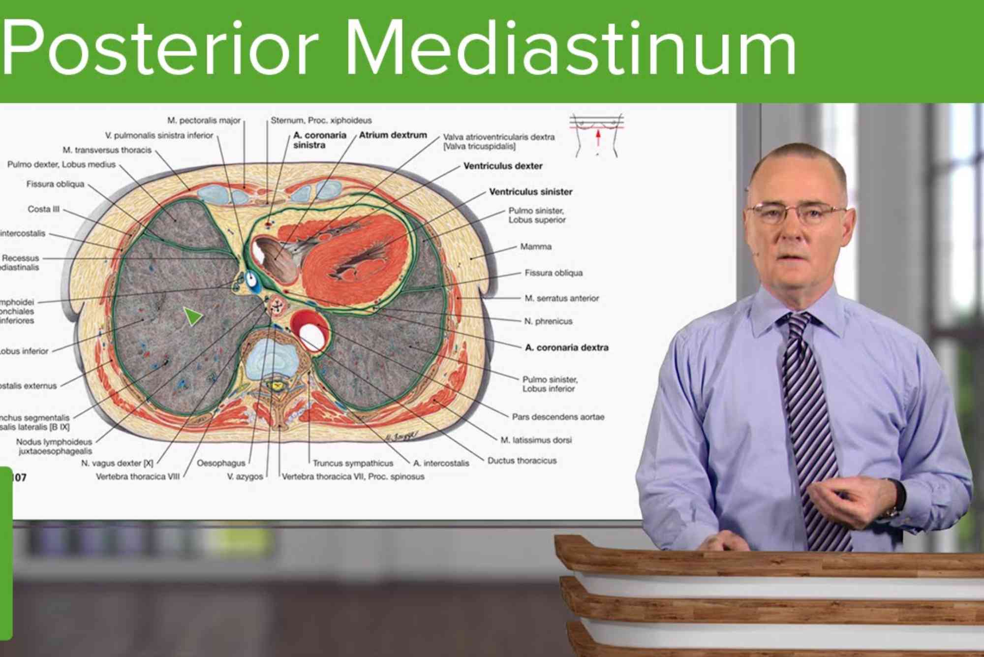 Content Of Posterior Mediastinum