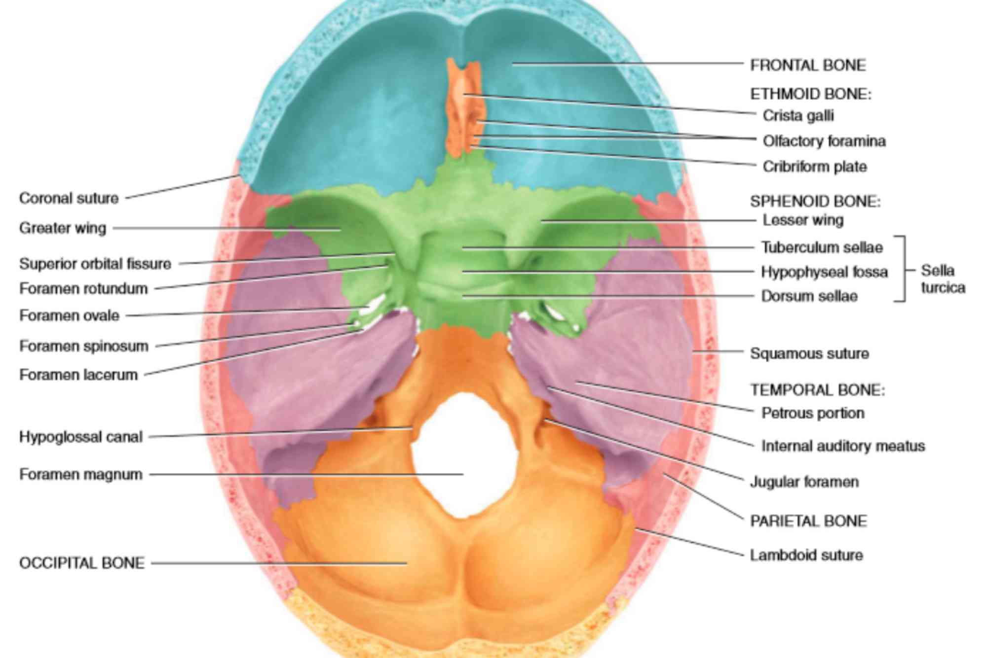 Foramen Rotundum Contents