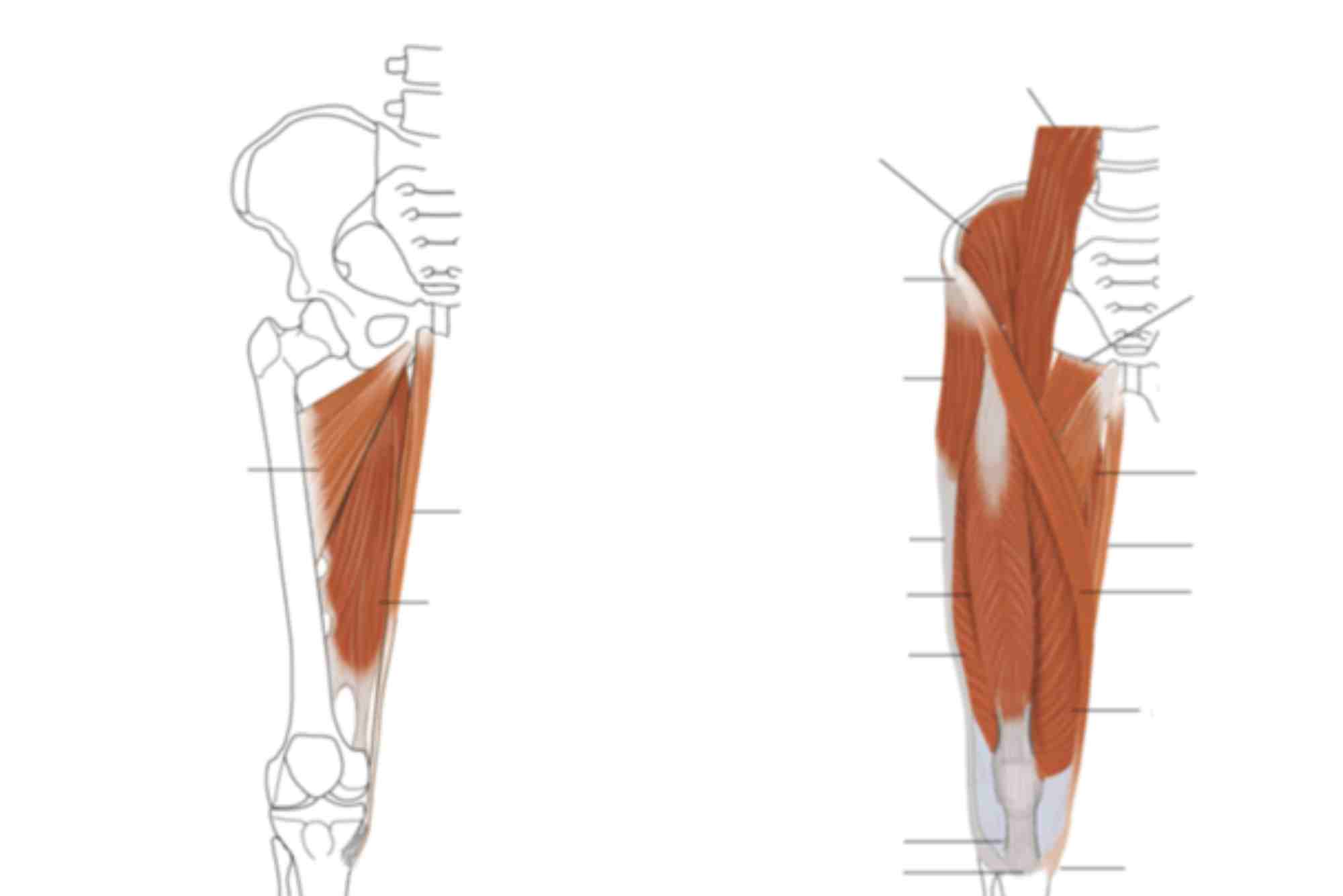 Adductor Canal Contents