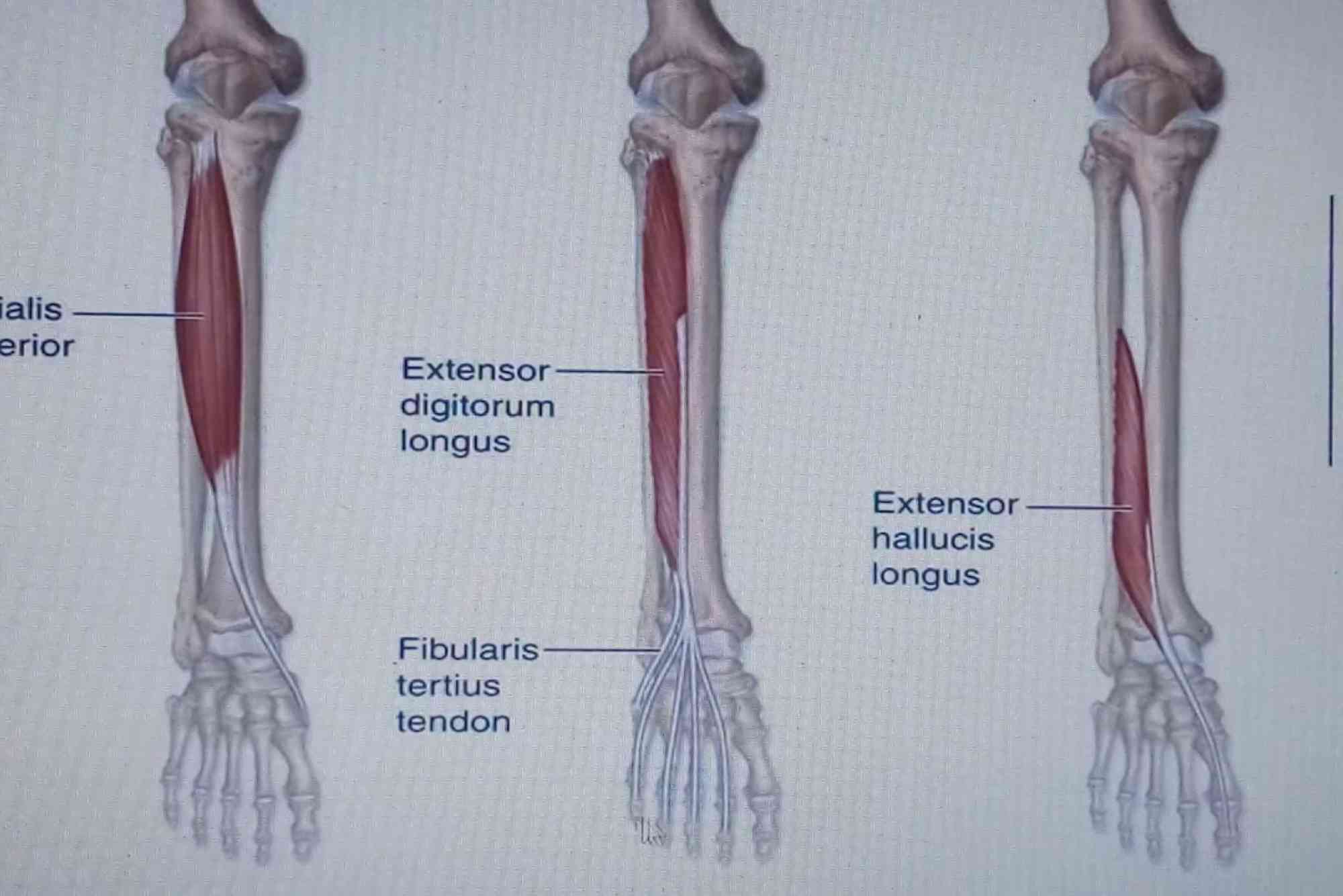 Popliteal Fossa Contents